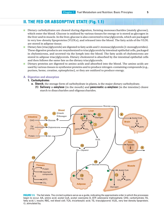 BIOCHEMISTRY, MOLECULAR BIOLOGY&GENETICS Seventh Edition — Michael A.Lieberman Rick Ricer