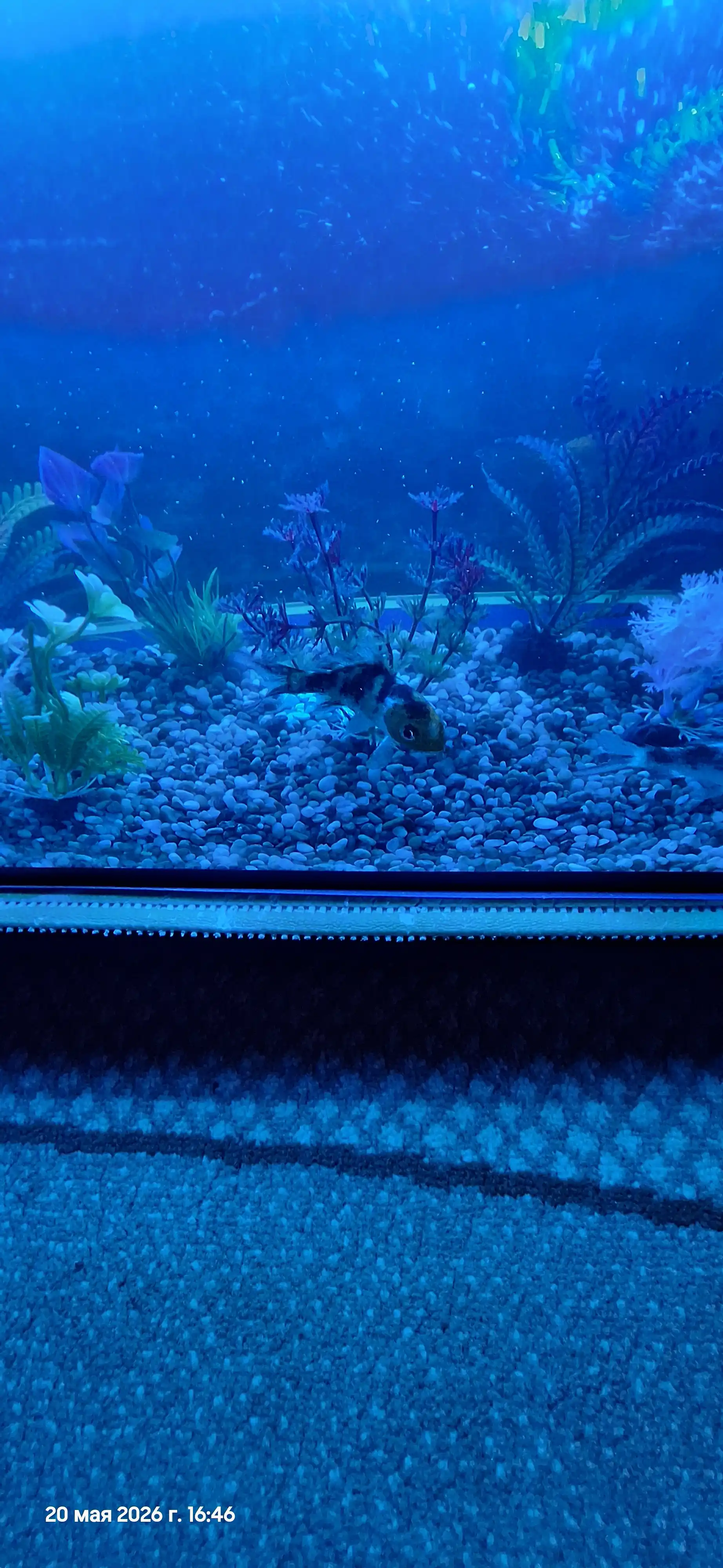 Akvarium uchun tabiiy grunt “Miks Premium” 5 mm, dekorativ tosh, baliqlar uchun xavfsiz