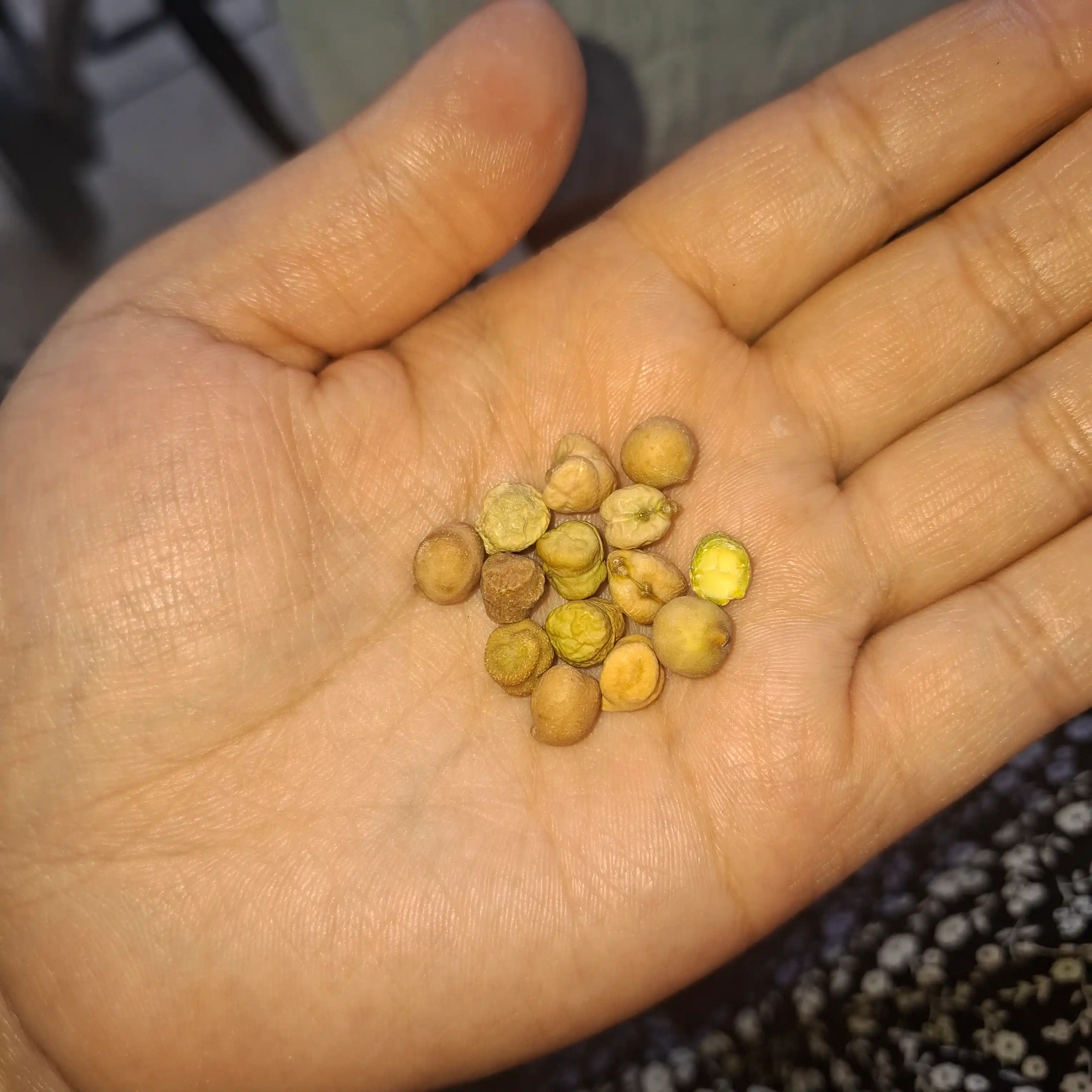 Eron no'xati Oila tanlovi, 900 g