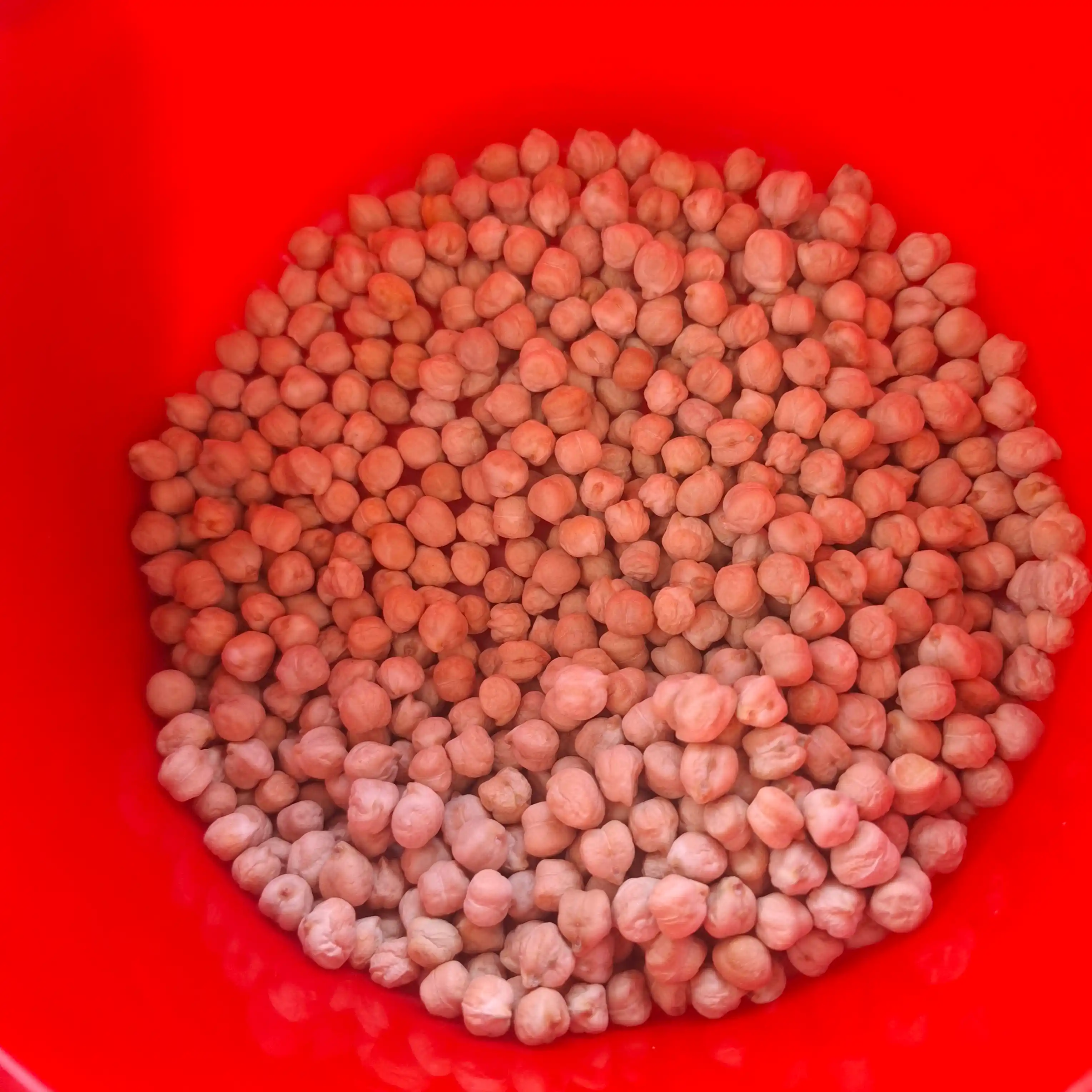 Eron no'xati Oila tanlovi, 900 g