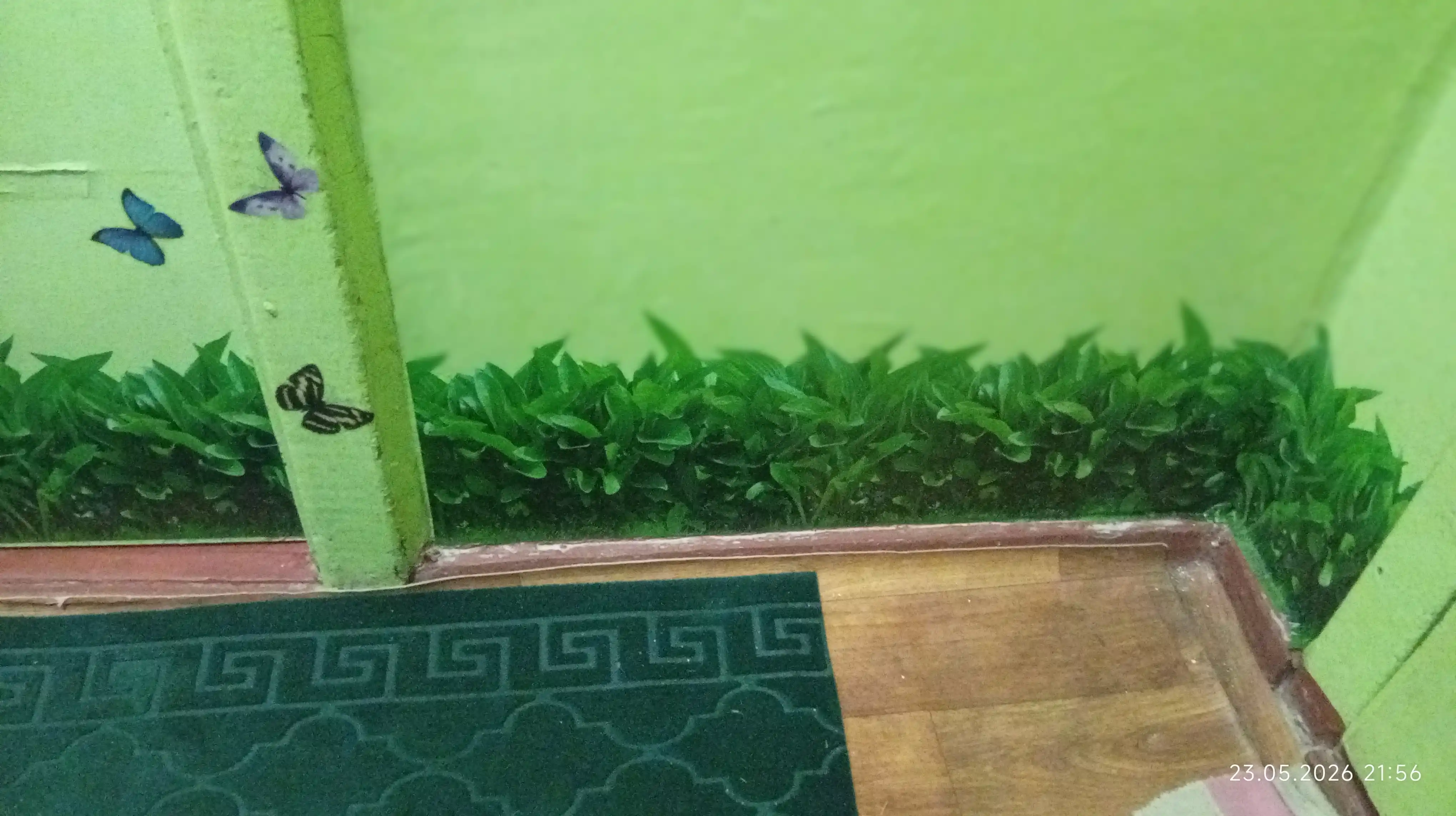 Dekorativ vinil stikerlar "Gulli maysa" kapalaklar bilan