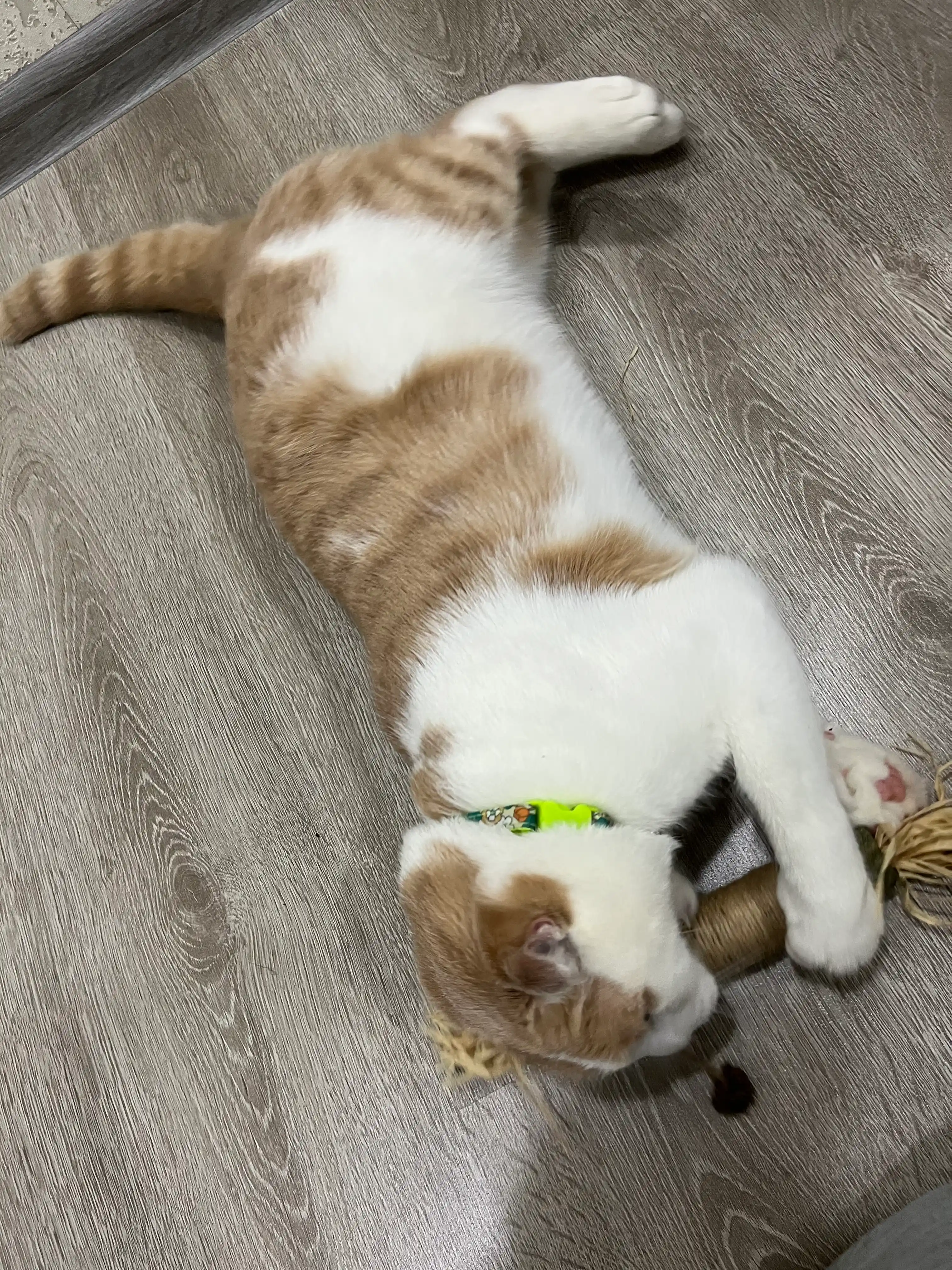 Игрушка для кошек с лакомством кошачьей мятой, шарик, лизун