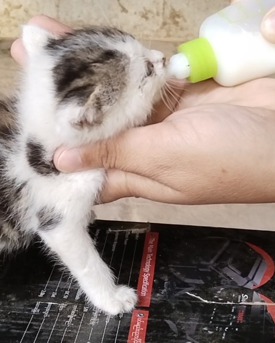 Бутылочка для животных, бутылка для кормления, вскармливание котят, щенят
