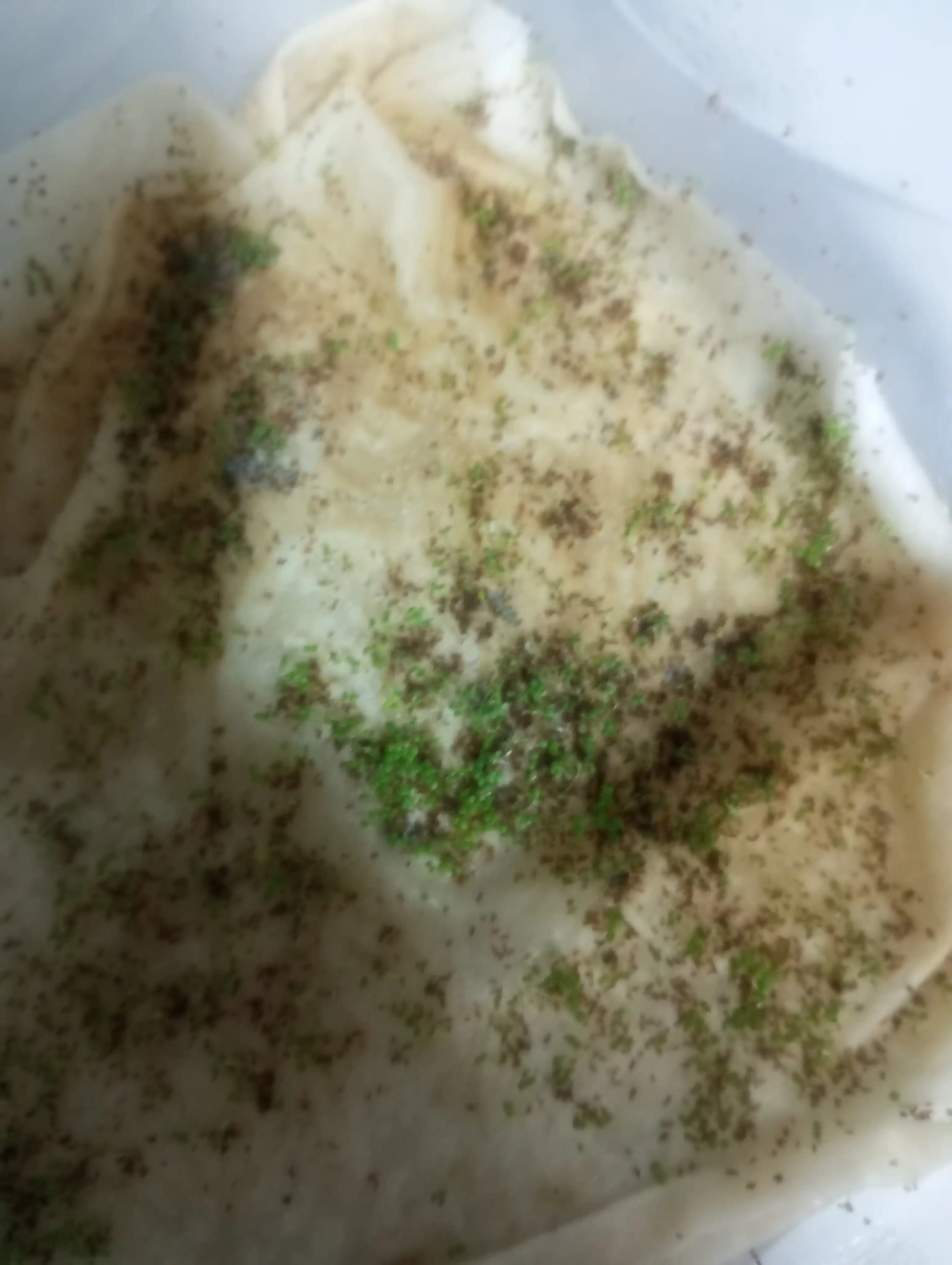 Семена водных растений для аквариума