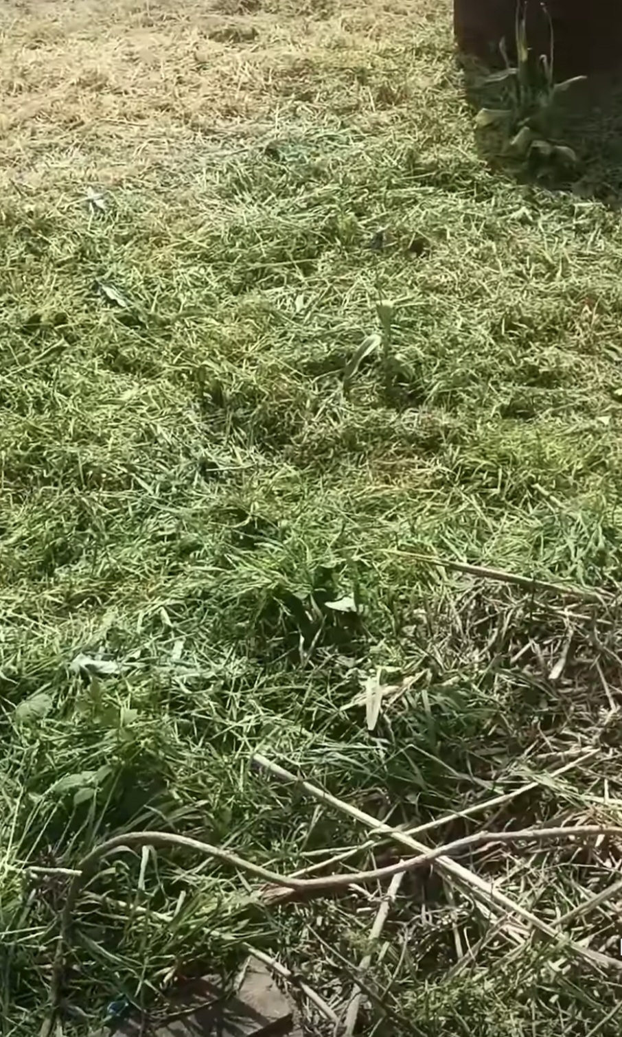 Biyoti akkumulyatorli bog‘ trimmeri