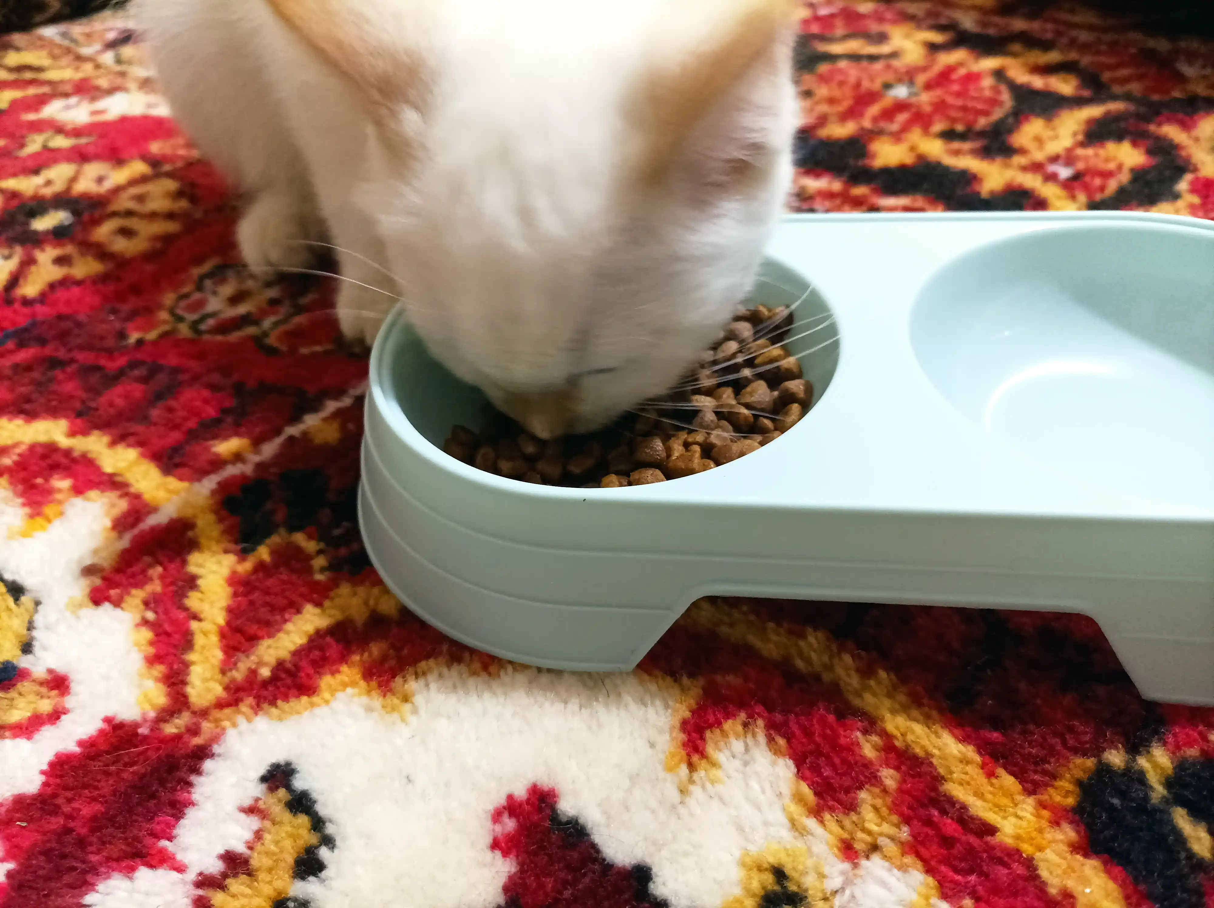 Reflex Plus Kitten Chicken mushukchalar uchun quruq ovqat, tovuq bilan, 1.5 kg