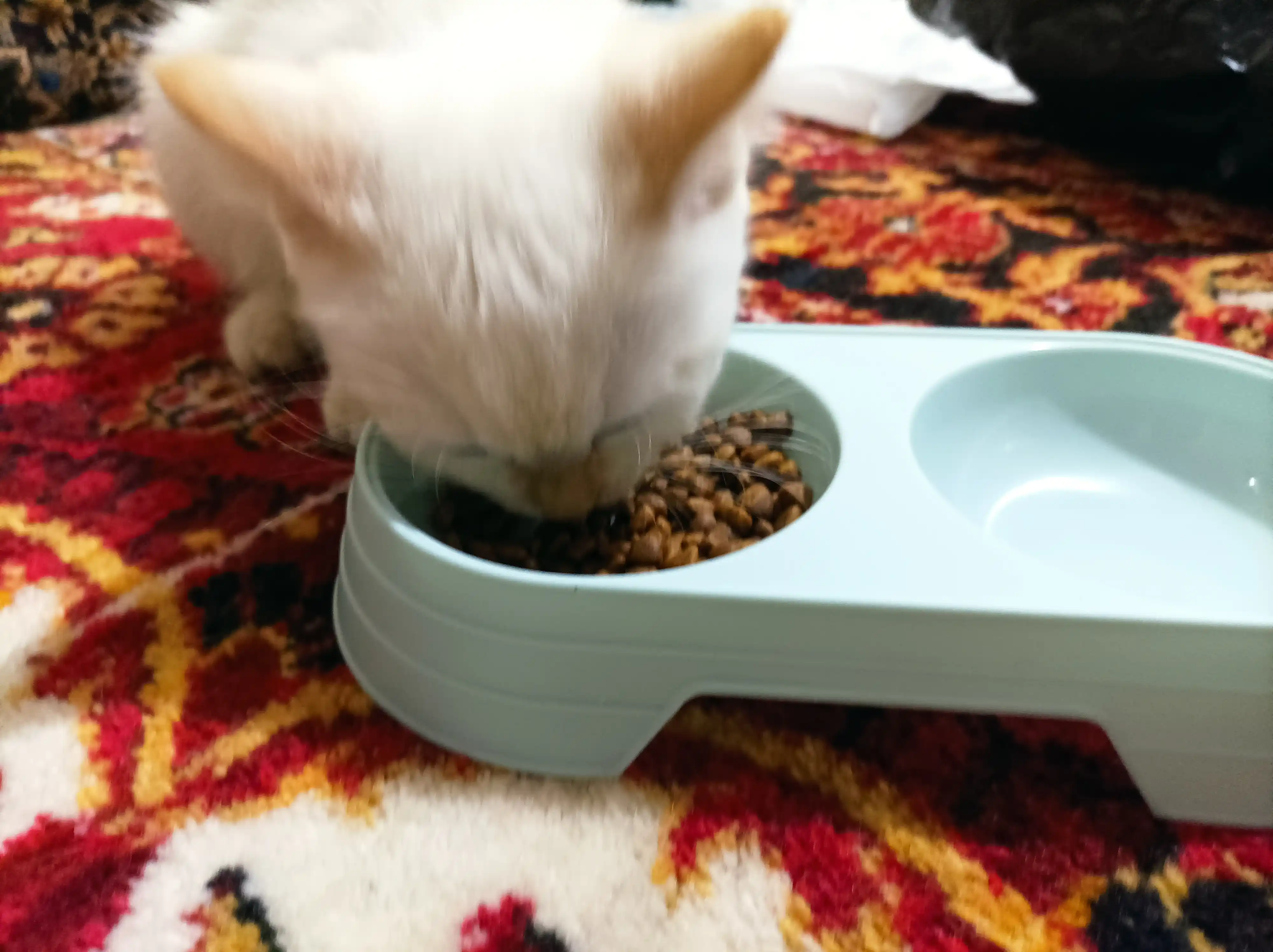 Reflex Plus Kitten Chicken mushukchalar uchun quruq ovqat, tovuq bilan, 1.5 kg