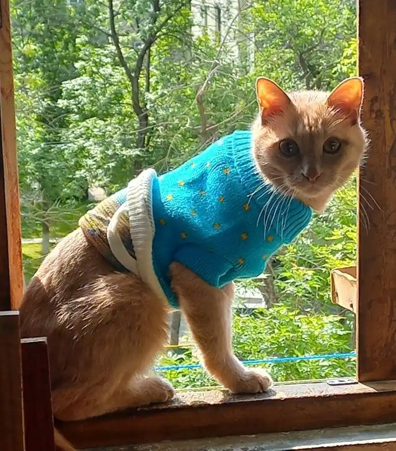 Свитер для собак и кошек