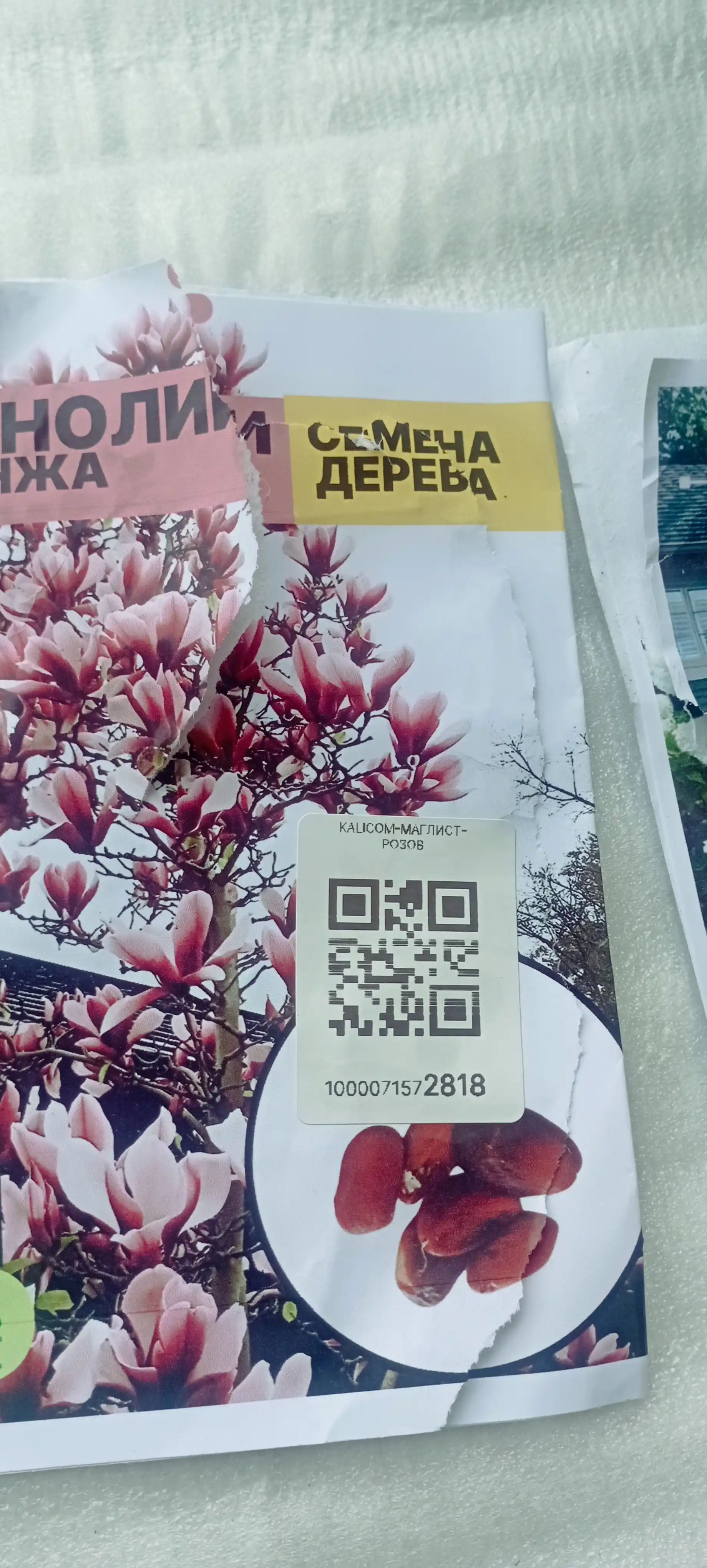 Magnoliya Sulanja daraxti guli pushti rangda