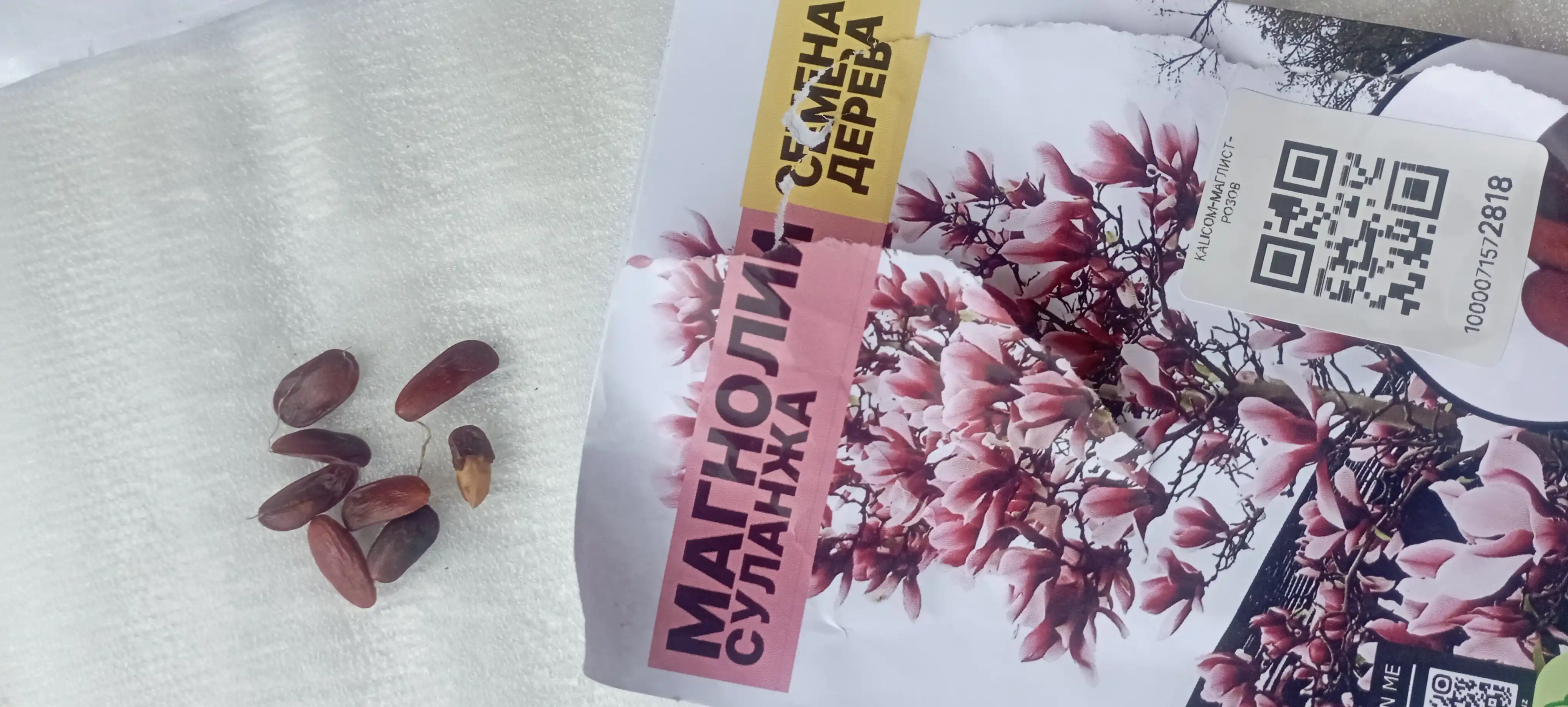 Magnoliya Sulanja daraxti guli pushti rangda