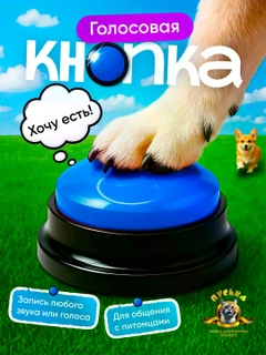 Koʻk