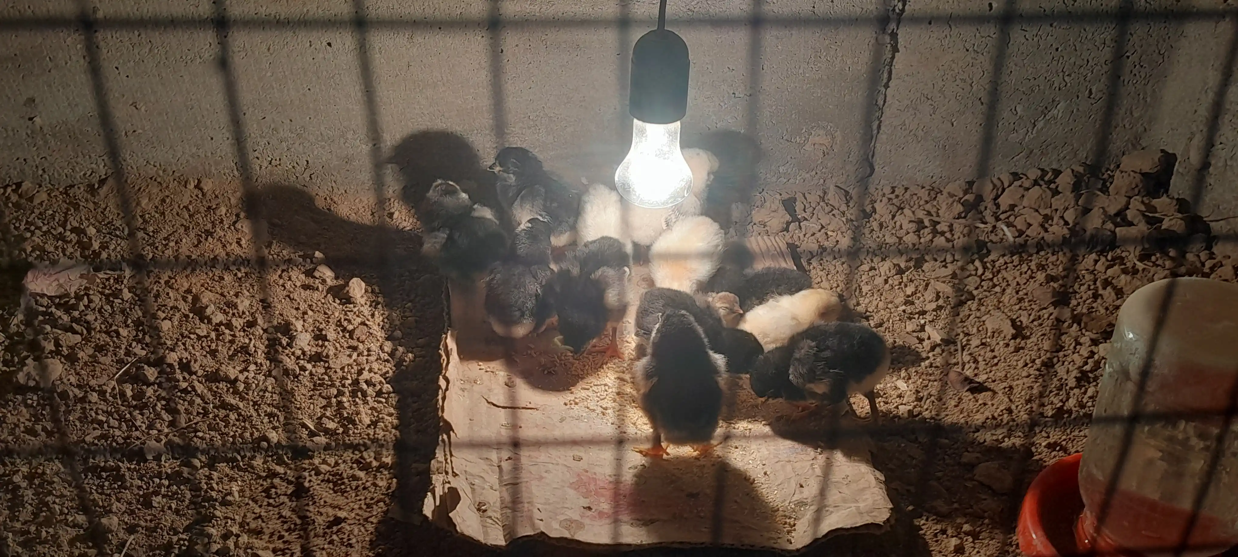 Inkubator, Avtomatik burilishli tuxum inkubatori, termoregulyator,haroratni nazorat qilish