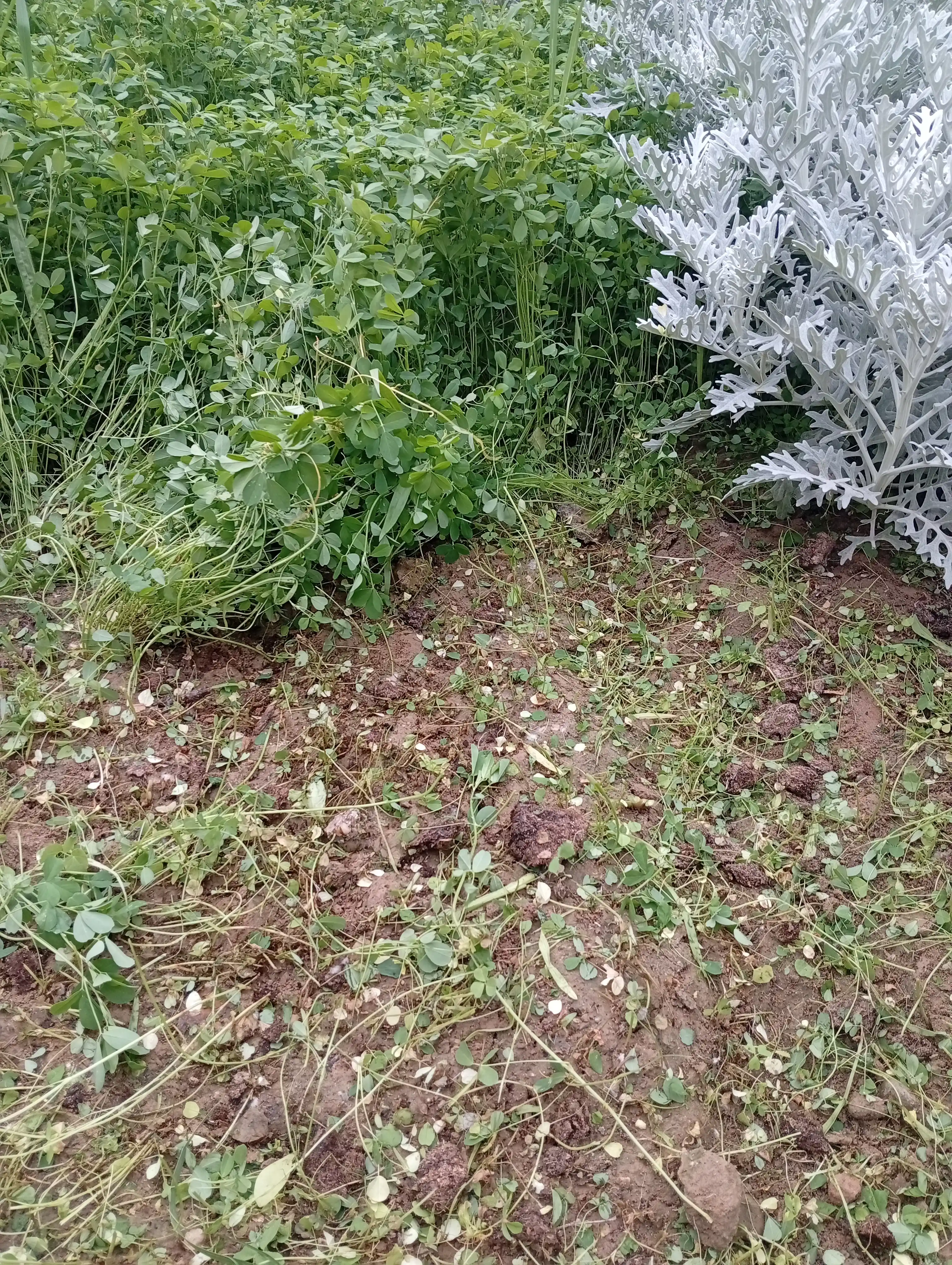 Oq yonbosh urug‘lari, 1 kg — qo‘lda qadoqlangan