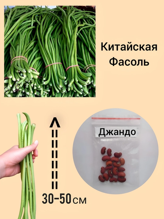 Семена Джандо , Китайская фасоль - 