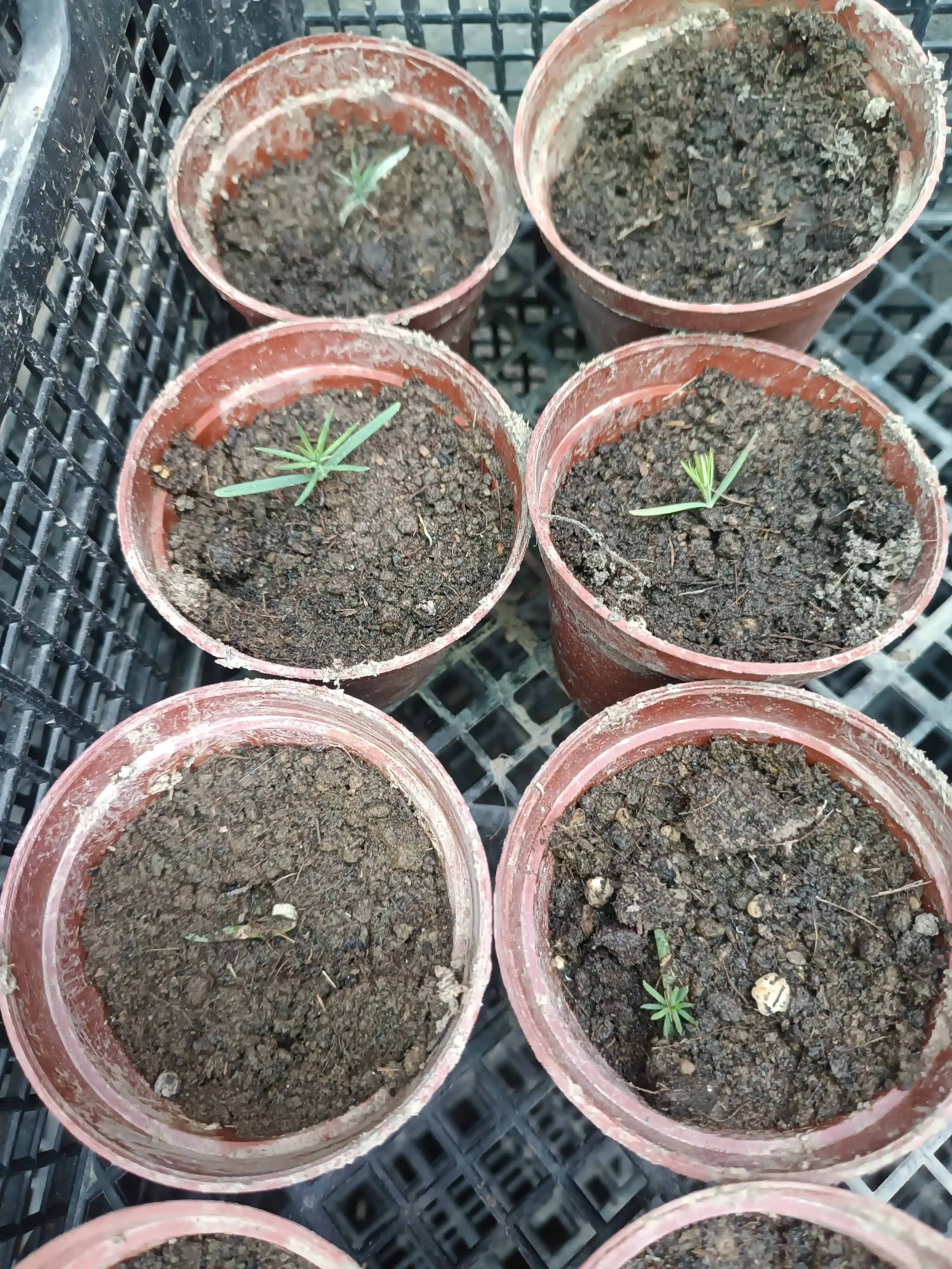 Moviy ustunli Thuja urug'lari + sovg'a aralashmasi Tsar Qrim