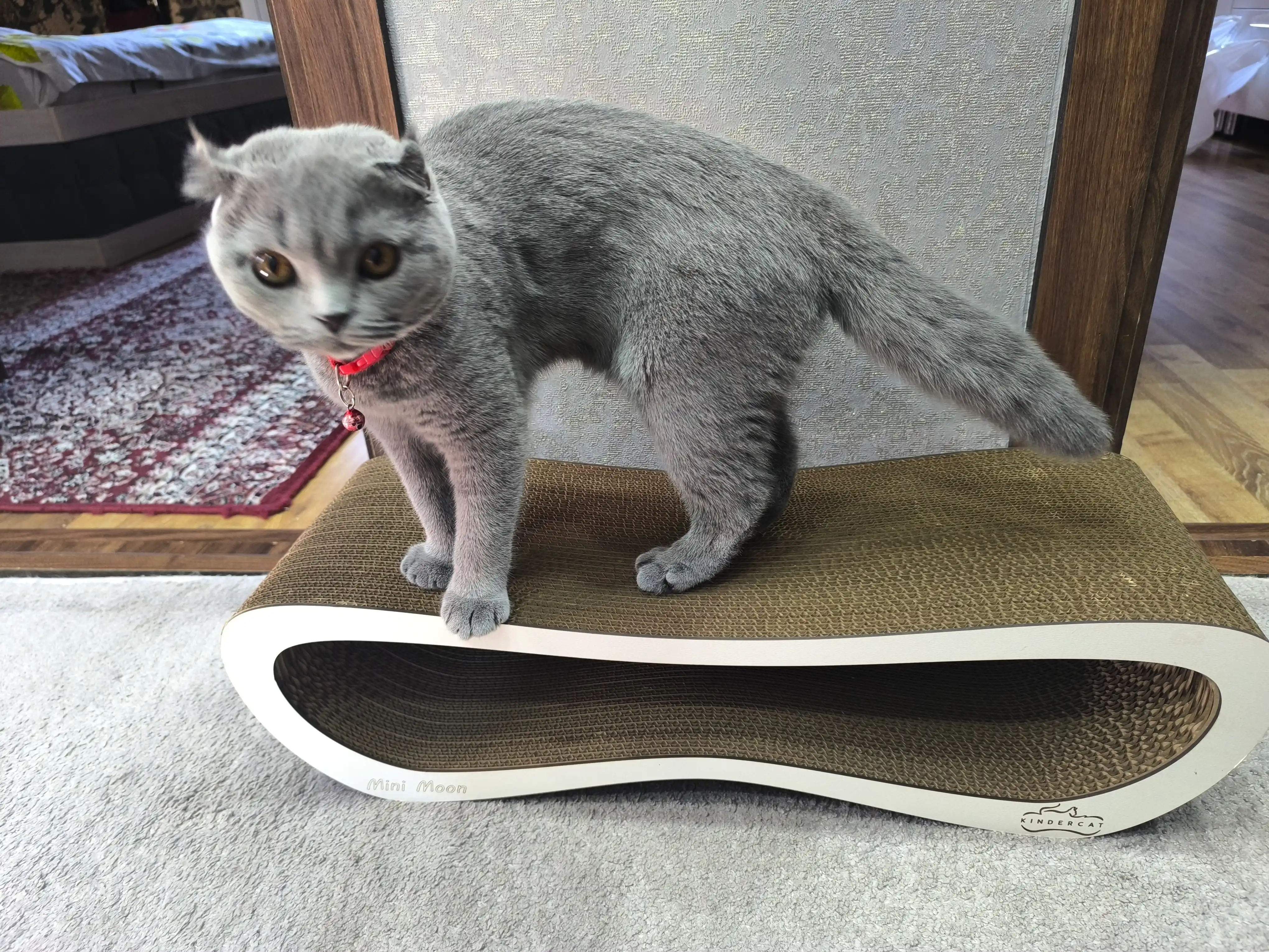 Tirnash ustuni KinderCat Mini Moon mushuklar uchun