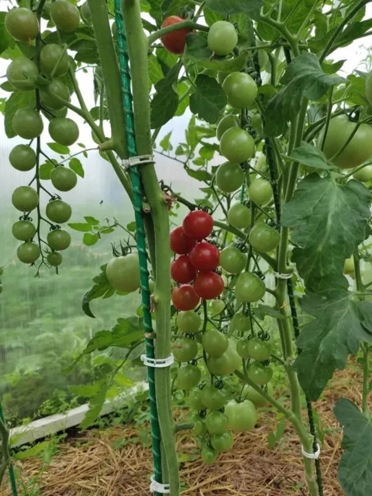 Опора для растений, 8 мм, 1,2 м