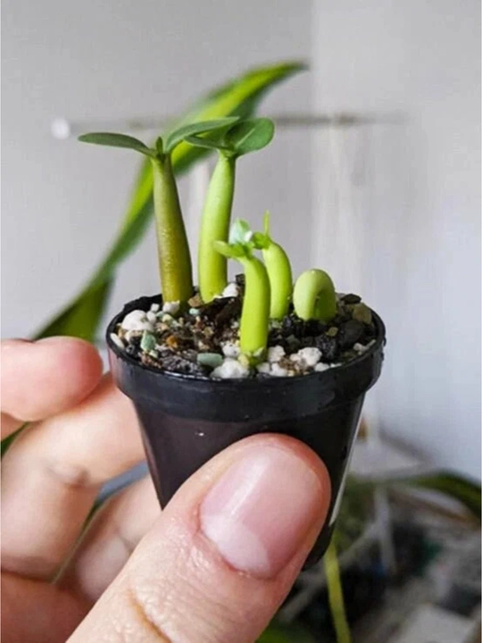 Adenium Arabicum Mix, urug‘lar, 15 dona, xona o‘simliklari urug‘lari