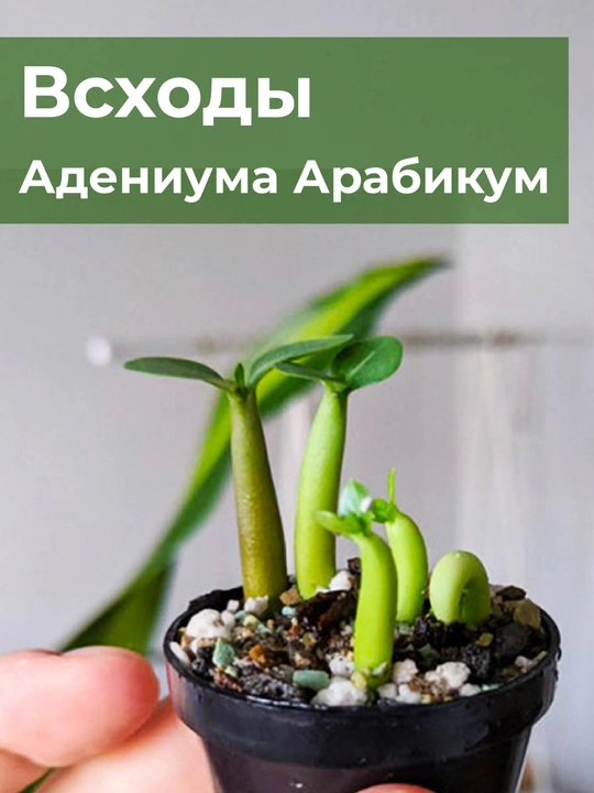 Adenium Arabicum Mix, urug‘lar, 15 dona, xona o‘simliklari urug‘lari