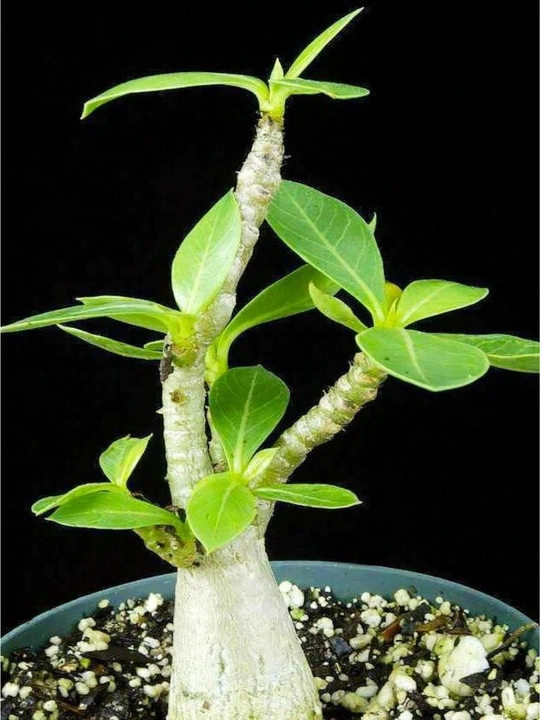 Adenium Arabicum Mix, urug‘lar, 15 dona, xona o‘simliklari urug‘lari