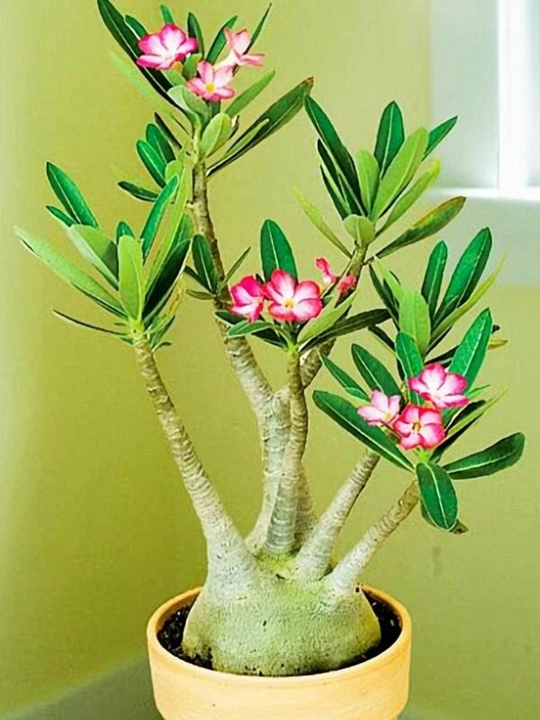 Adenium Arabicum Mix, urug‘lar, 15 dona, xona o‘simliklari urug‘lari