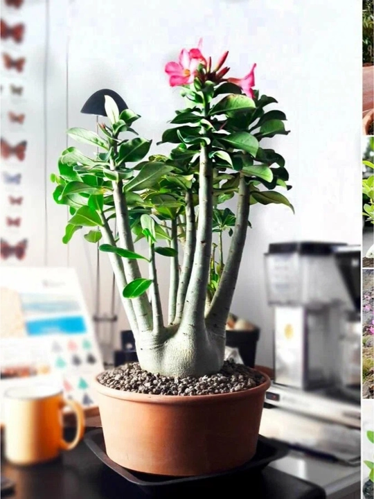 Adenium Arabicum Mix, urug‘lar, 15 dona, xona o‘simliklari urug‘lari