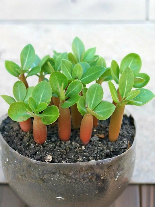 Adenium Arabicum Mix, urug‘lar, 15 dona, xona o‘simliklari urug‘lari