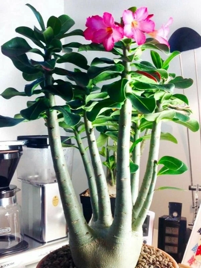 Adenium Arabicum Mix, urug‘lar, 15 dona, xona o‘simliklari urug‘lari