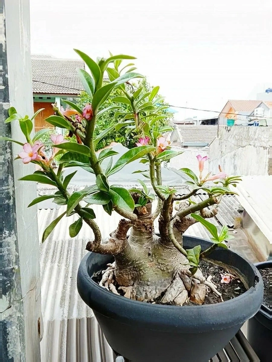 Adenium Arabicum Mix, urug‘lar, 15 dona, xona o‘simliklari urug‘lari