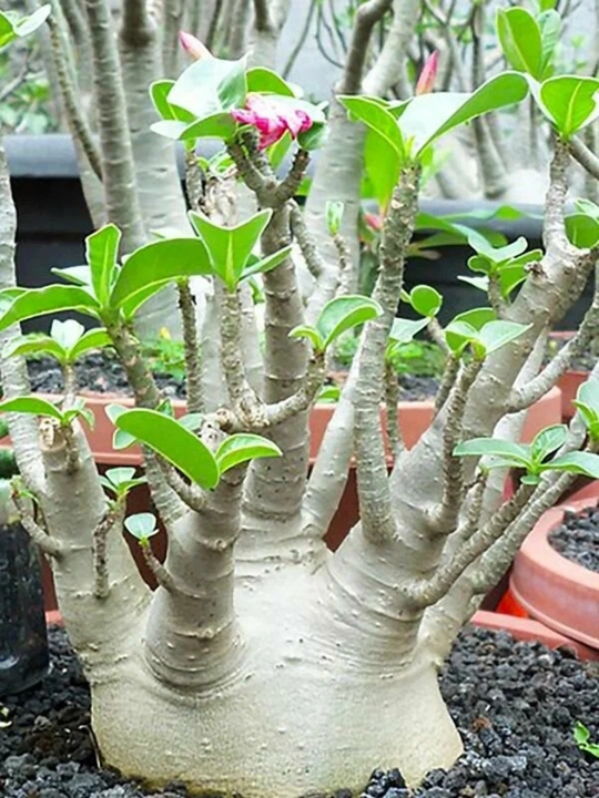 Adenium Arabicum Mix, urug‘lar, 15 dona, xona o‘simliklari urug‘lari