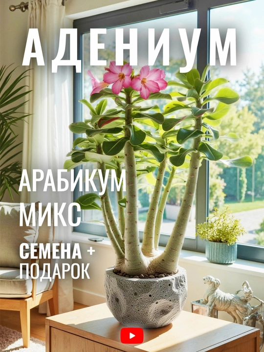 Adenium Arabicum Mix, urug‘lar, 15 dona, xona o‘simliklari urug‘lari - 