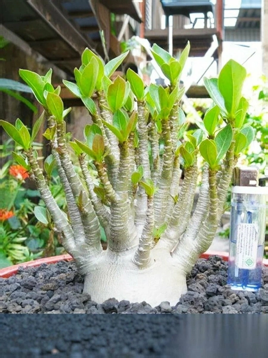 Adenium Arabicum Mix, urug‘lar, 15 dona, xona o‘simliklari urug‘lari