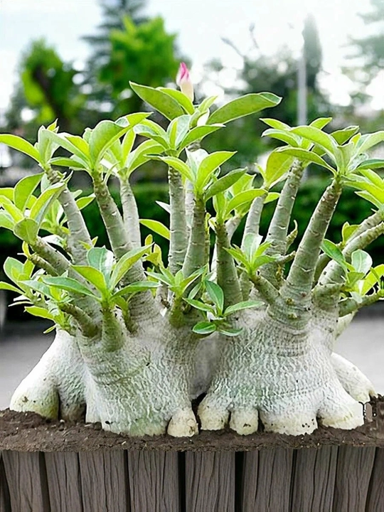 Adenium Arabicum Mix, urug‘lar, 15 dona, xona o‘simliklari urug‘lari