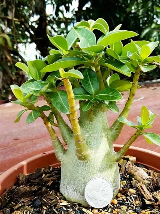 Adenium Arabicum Mix, urug‘lar, 15 dona, xona o‘simliklari urug‘lari