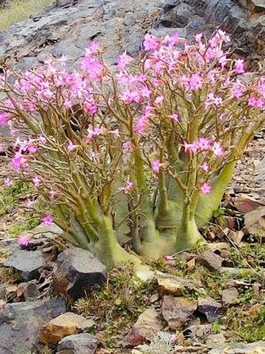 Adenium Arabicum Mix, urug‘lar, 15 dona, xona o‘simliklari urug‘lari