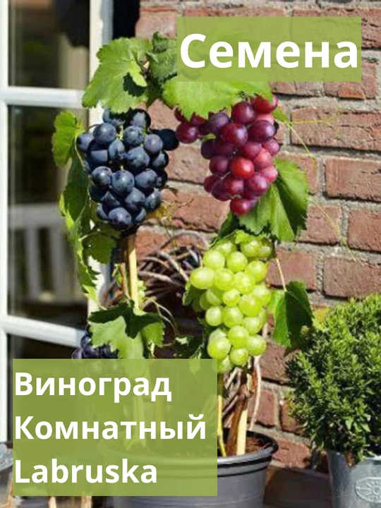 Xona uzumi, Uzum daraxti, Labruska navi, urug‘ aralashmasi