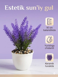 Lavanda