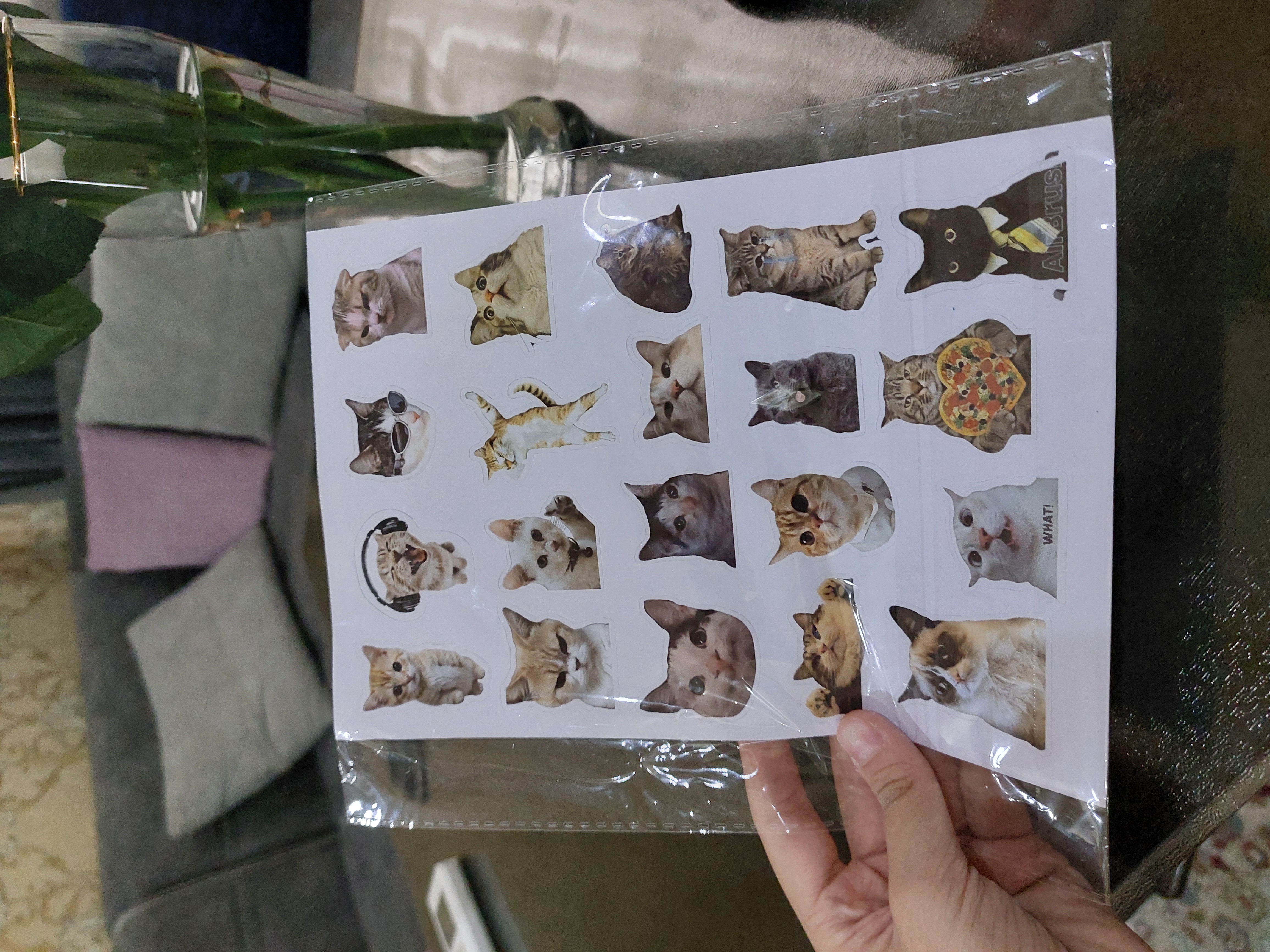 Стикеры смешных котят