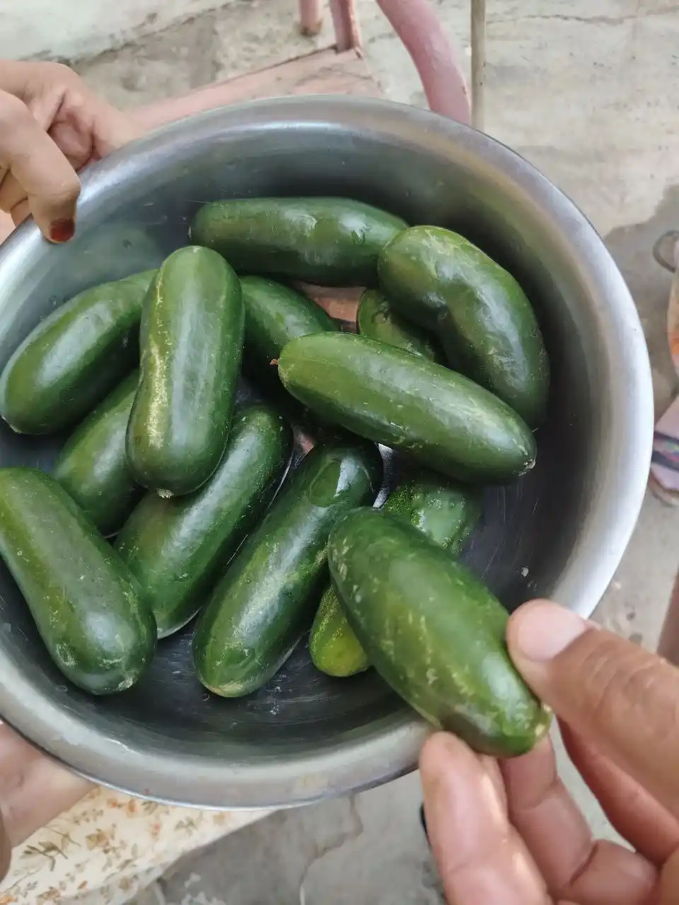 Семена овощей для дома Seeds