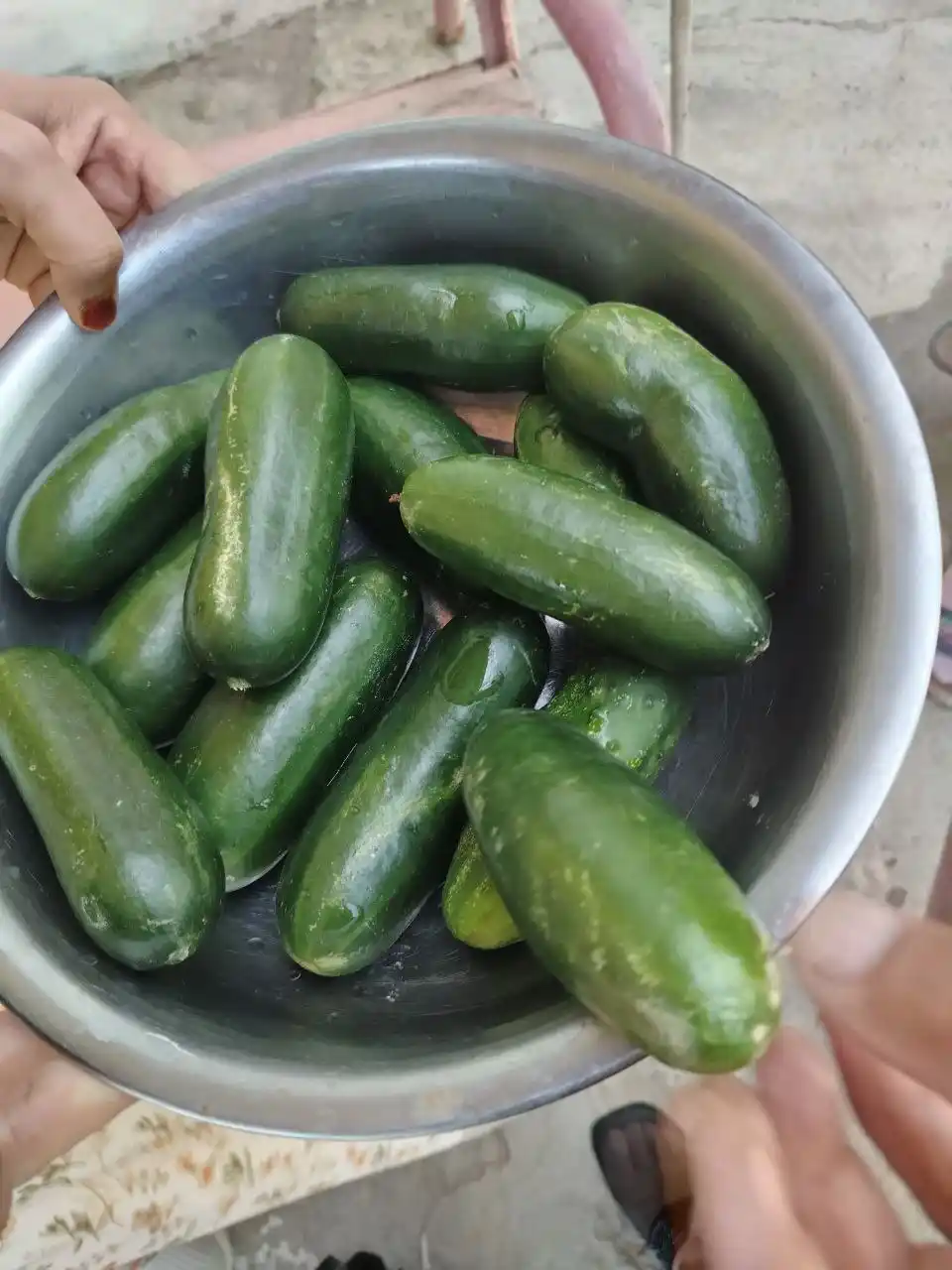 Семена овощей для дома Seeds
