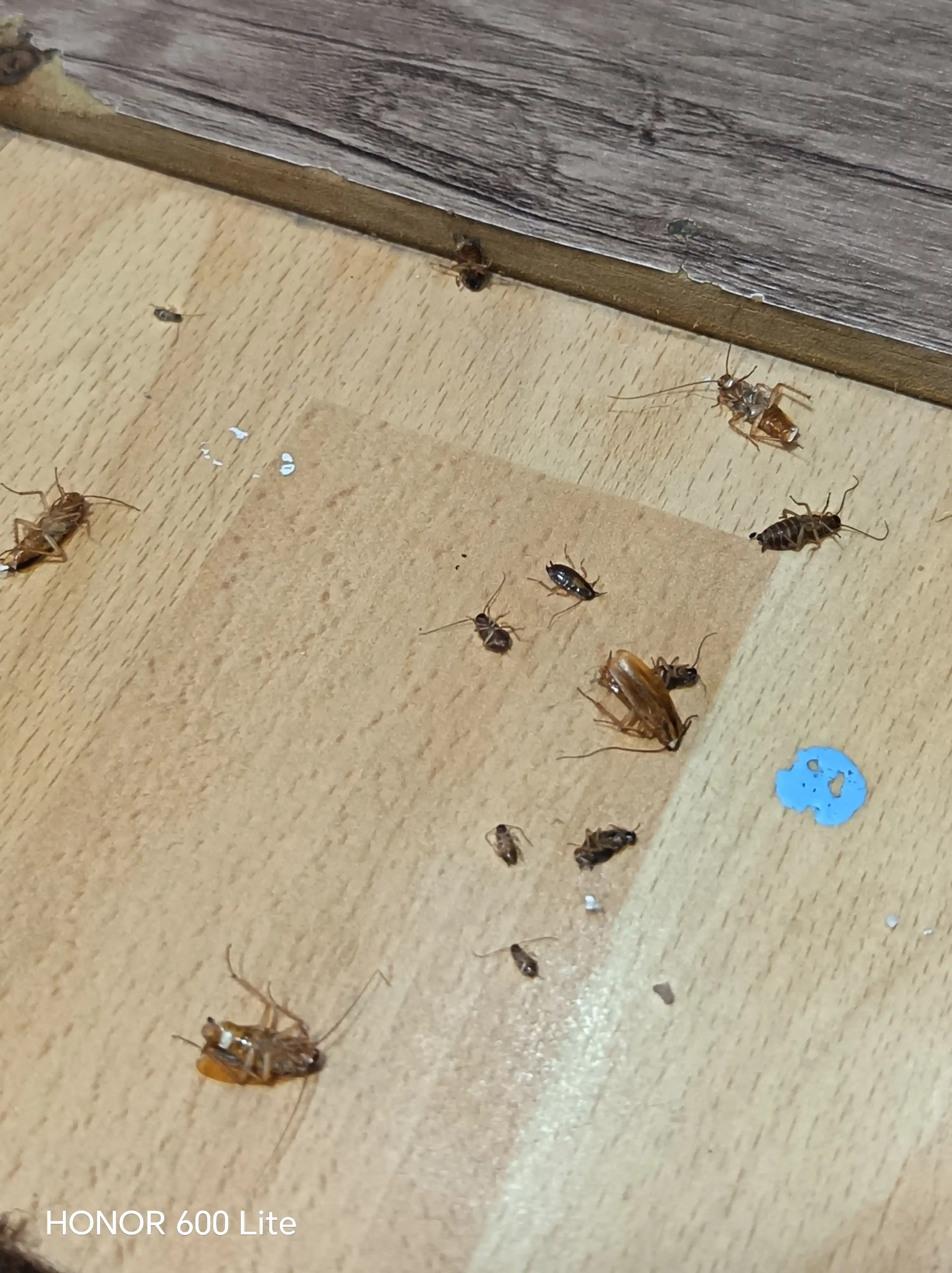 Средство от тараканов Advion cockroach