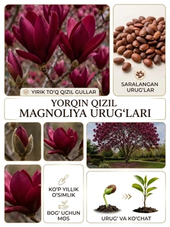 Qirmizi