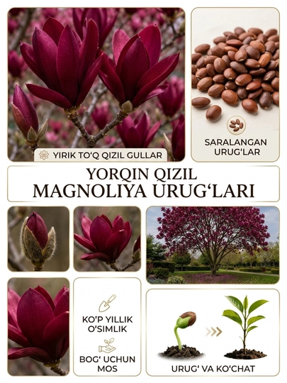 Семена магнолии — URUGG-URUGLAR1-БАГРОВ-urug5