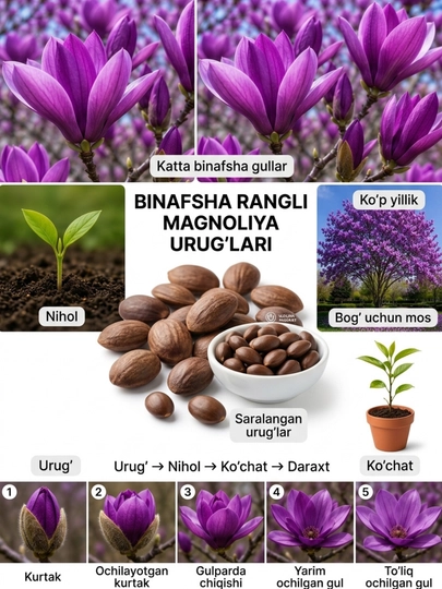Семена магнолии — URUGG-URUGLAR1-ФИОЛЕТ-urug10
