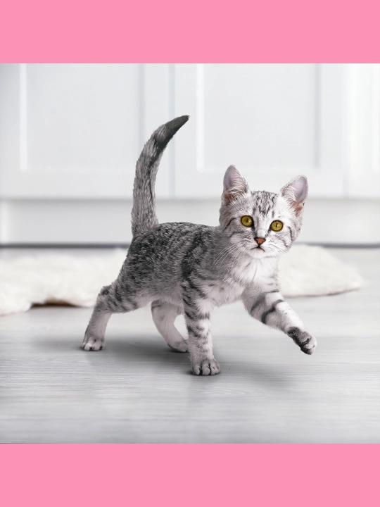 Purina One Uy, mushukchalar uchun quruq ozuqasi, tovuqli, 200 gr