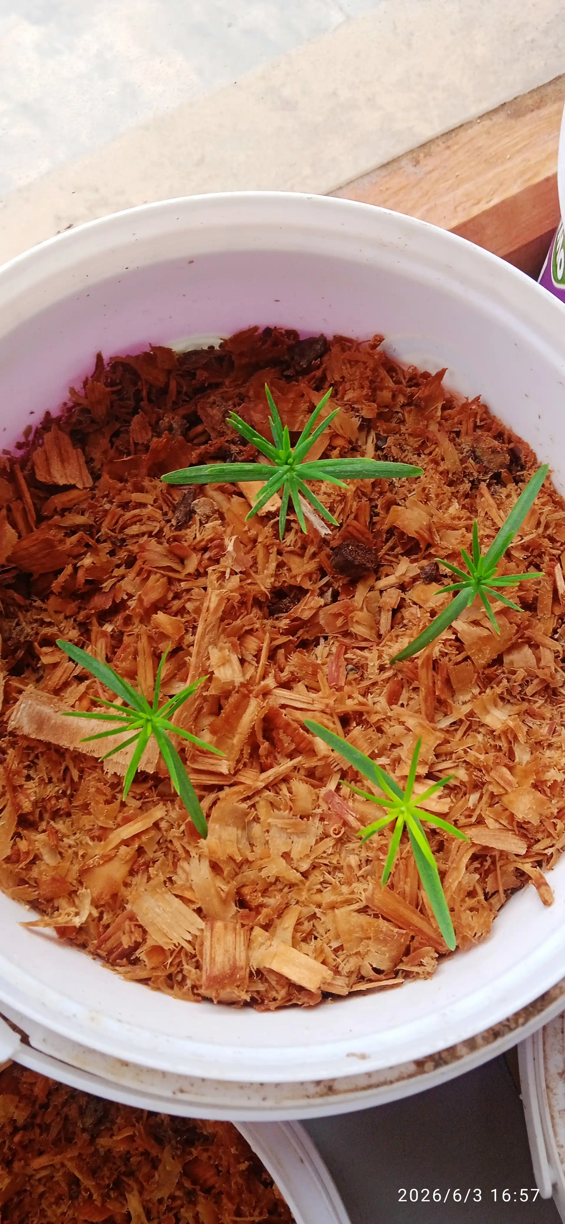 Moviy ustunli Thuja urug'lari + sovg'a aralashmasi Tsar Qrim