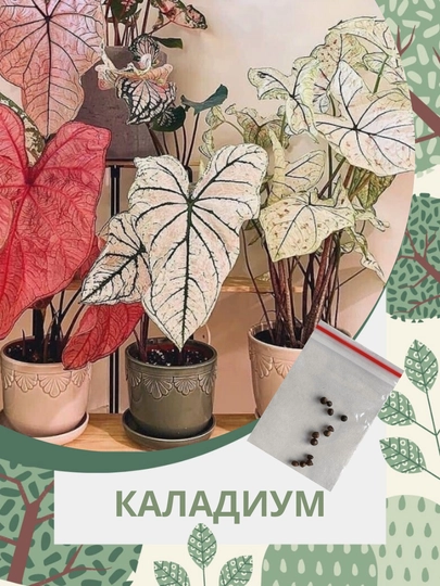 Семена Комнатного цветка Каладиум многолетник, семена 5 штук — СЕМЕЧКО-ПИОН