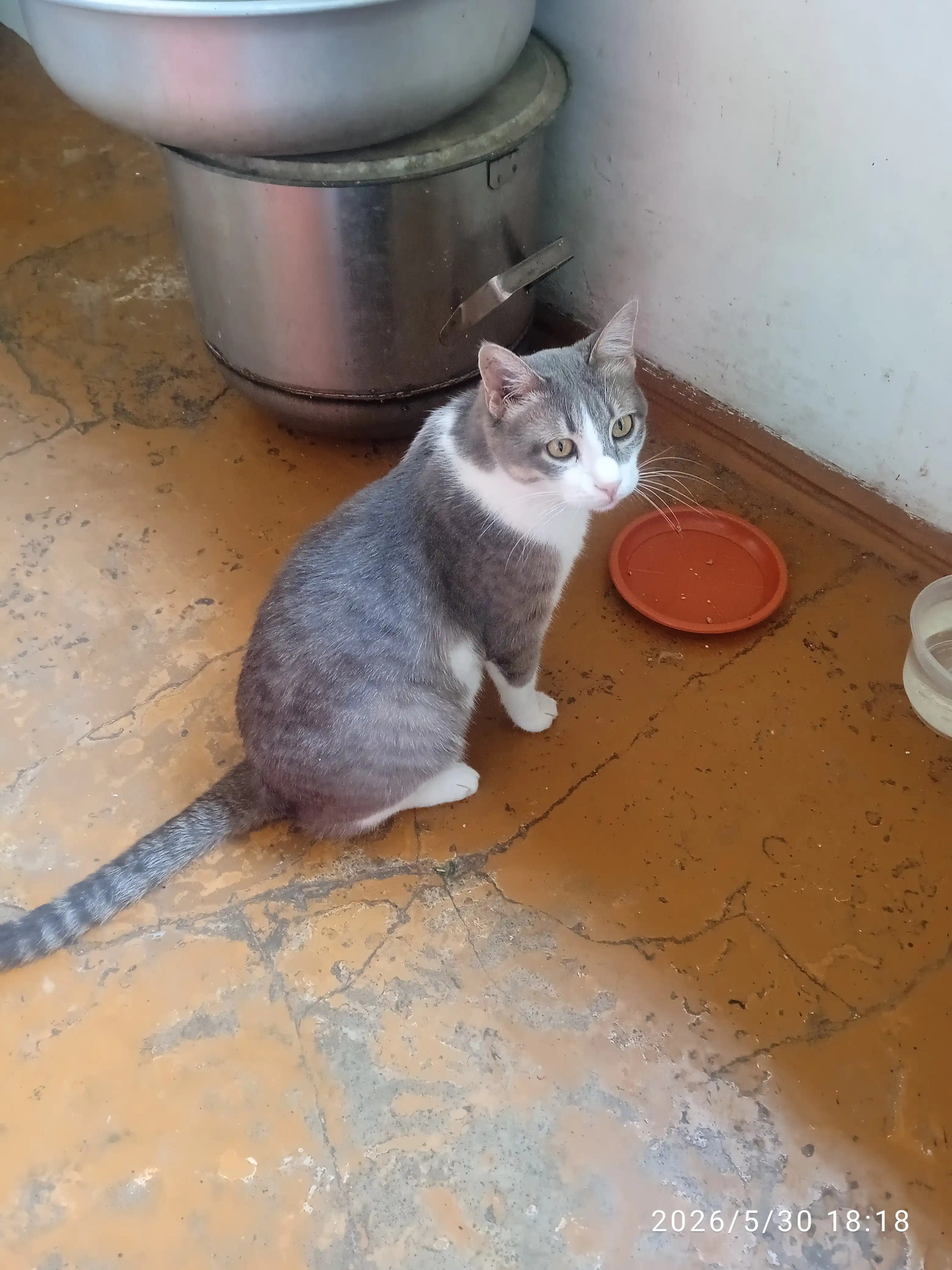 Club 4 Paws Sterilised mushuklar uchun quruq yem 2 kg