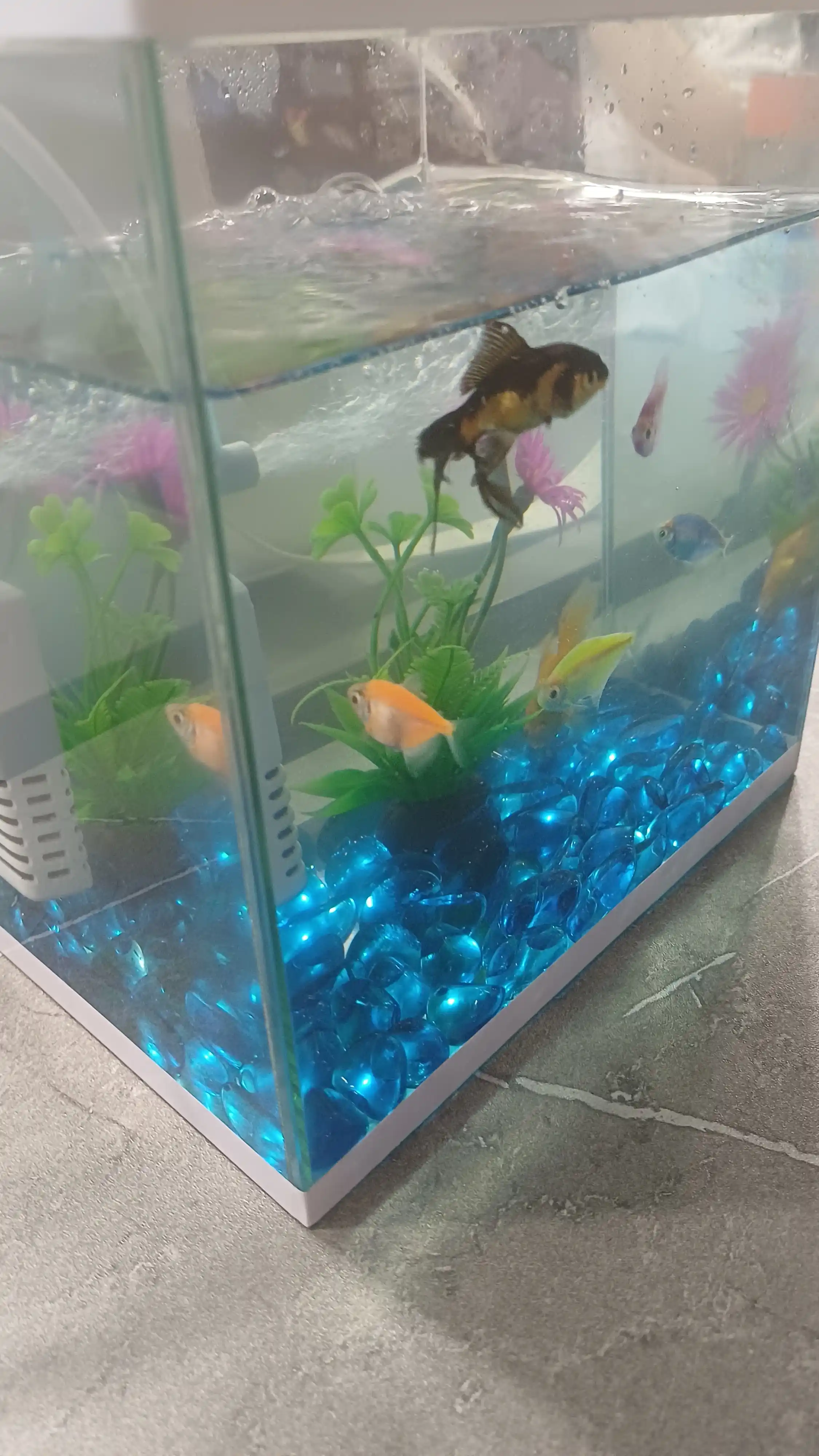 Akvarium