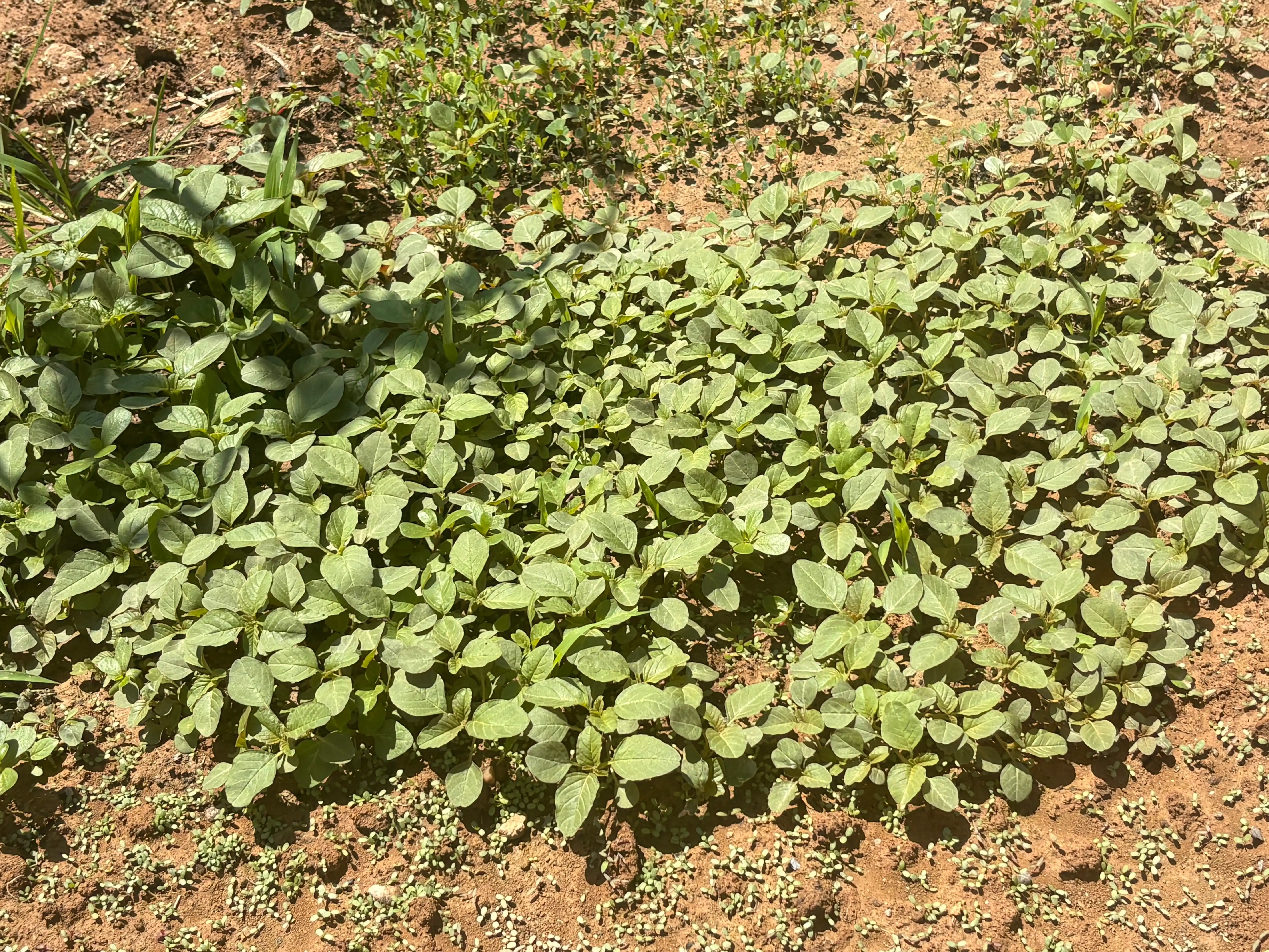 Oq yonbosh urug‘lari, 1 kg — qo‘lda qadoqlangan